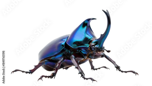 Isolated male rhinoceros beetle displays iridescent exoskeleton, horn facing skyward