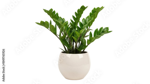 Photography Isolated ZZ plant in a pot, Zamioculcas zamiifolia, indoor evergreen tropical ho