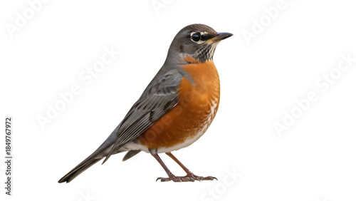 Fotografija Isolated American robin bird, perched and looking right, orange breast and gray