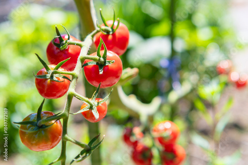 赤く色づくミニトマト