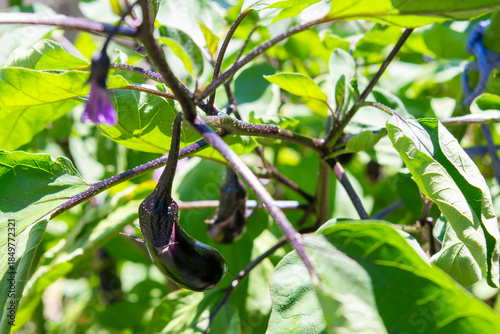 畑に実ったナス