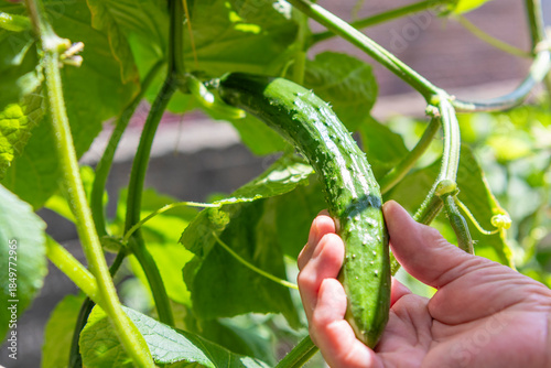 きゅうりを収穫する老人の手