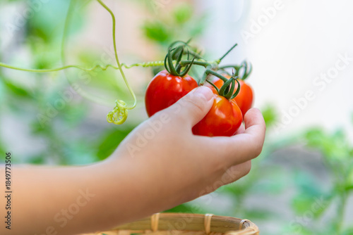 ミニトマトを摘む子どもの手