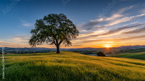 A beautiful, sun-drenched spring summer meadow. Natural colorful panoramic landscape with many wild flowers of daisies against blue sky. A frame with soft selective focus.