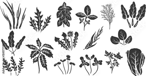 Microgreen, Basil, Tarragon, cilantro, dandelion, nettle, chard, mizuna, mint, parsley, arugula, lettuce, dill, onion, spinach, sorrel. Linocut monochrome vegetable vector illustration.