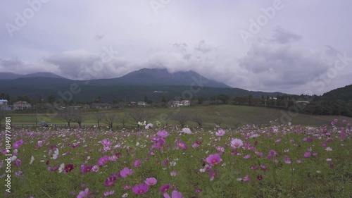コスモス畑と霧島連山