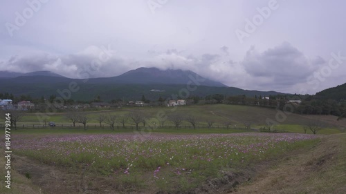 コスモス畑と霧島連山