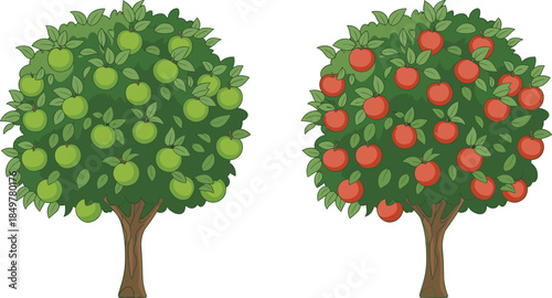 Illustration of apple trees with green and red fruit, ideal for gardening, farming, seasonal, and educational design projects.