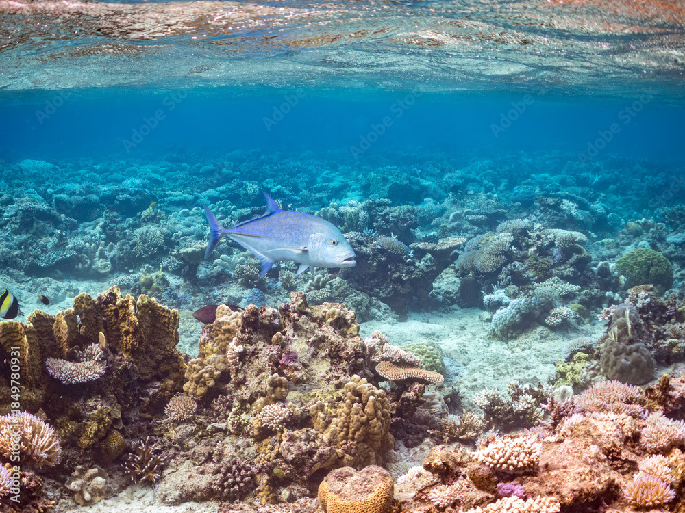 Fototapeta premium カスミアジ, アジ科, Bluefin trevally, Caranx melampygus, 美しいサンゴ礁と熱帯魚の群れ。 嘉比島沖縄県 島尻郡慶良間諸島座間味島-2025 沖縄本島から40km西方の諸島。30以上の島嶼群全体が国立公園に指定。珊瑚礁の青い海と白い砂浜は世界屈指の美。貴重な動植物が多数生息。 