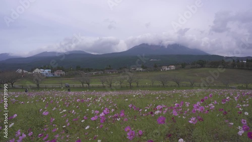 コスモス畑と霧島連山