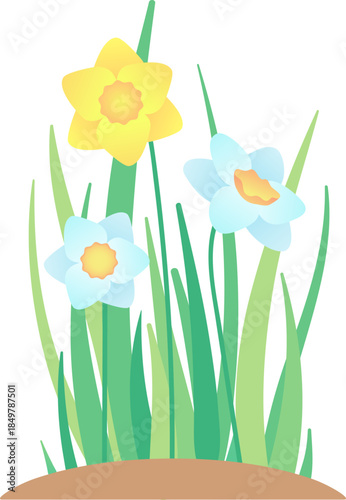 Daffodil flowers blooming in green grass field