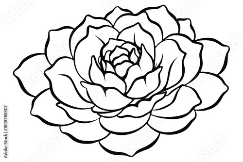 peony silhouette line art vector illustration