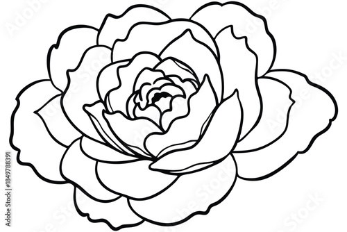 peony silhouette line art vector illustration