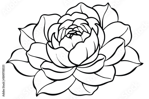 peony silhouette line art vector illustration