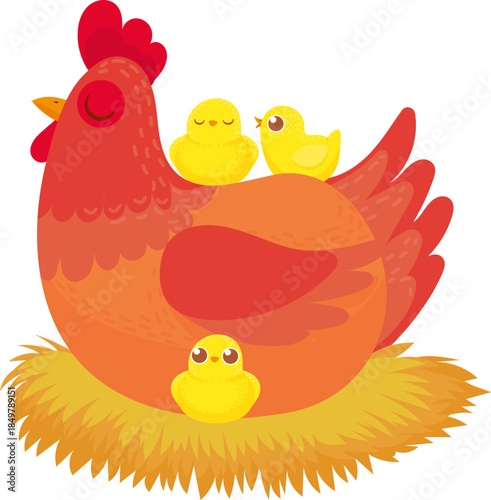 Mother hen protecting chicks nesting on straw