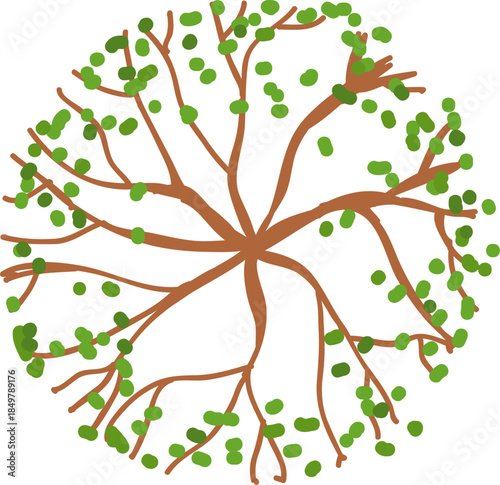 Green tree with branches overhead view illustration