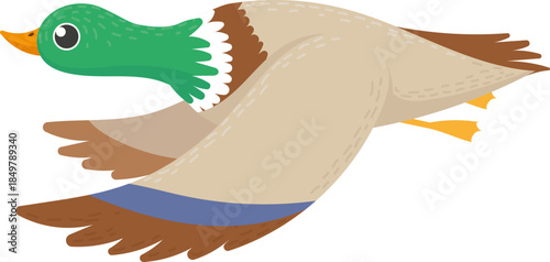 Mallard duck flying with wings outstretched illustration