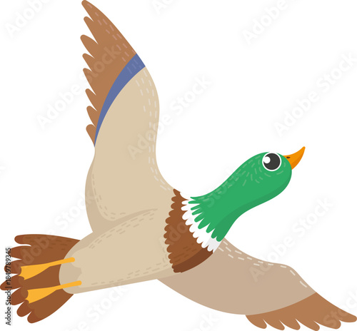 Mallard duck flying with wings spread