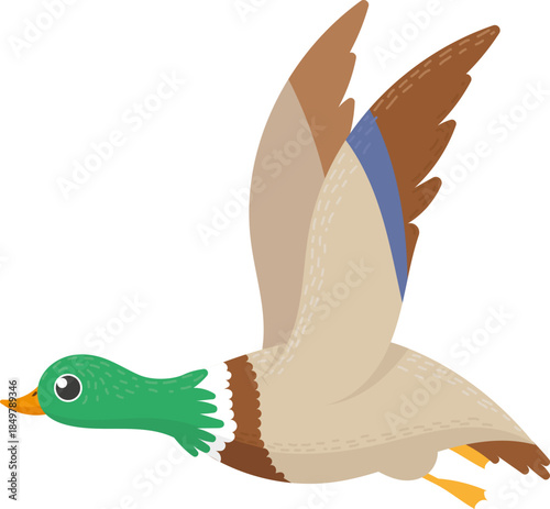 Green headed mallard duck flying on white background