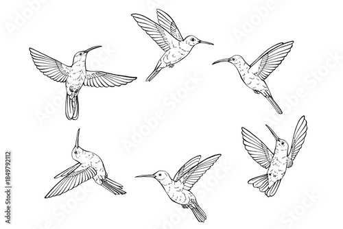 Frame of black and white hummingbird drawing with detailed feathers and wings. Outline sketch.