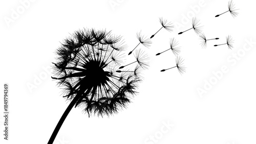 Black and White Dandelion Seeds Dispersing.