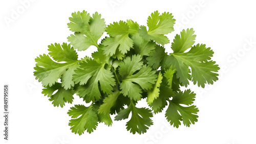 Εκτύπωση καμβά Isolated cilantro leaves, fresh culinary herb for cooking, seasoning, food prepa