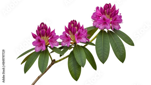 Valokuva Isolated rhododendron blooming twig, vibrant purple flower cluster, lush green l