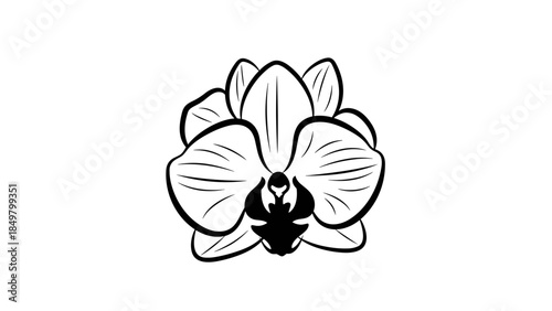 Black and White Orchid Flower Illustration.