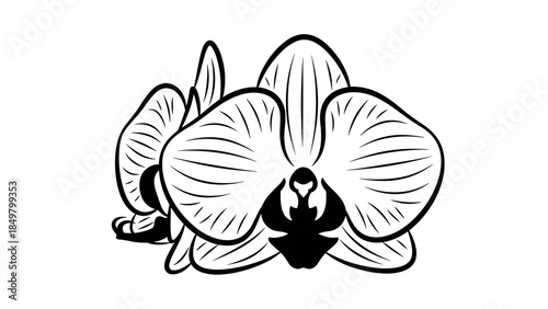 Black and White Orchid Flower Illustration 1.