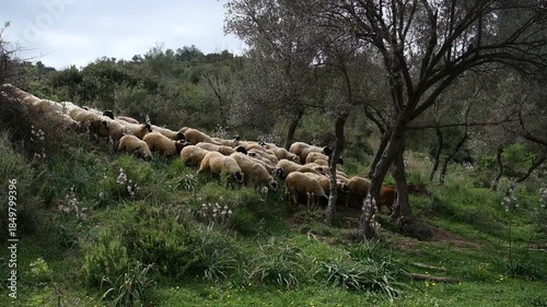 A flock of sheep grazes on rocky ground, showcasing their natural habitat, surrounded by lush vegetation and open space under a bright blue sky, embodying pastoral serenity, fa01