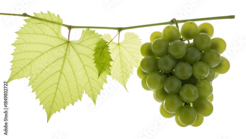 Isolated bunch of green grapes with leaves on the vine with natural sunlit appearance