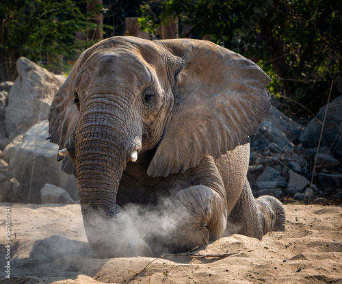 Quadro em tela Majestic elephant throwing dust and kneeling on sandy ground inside a zoological park enclosure