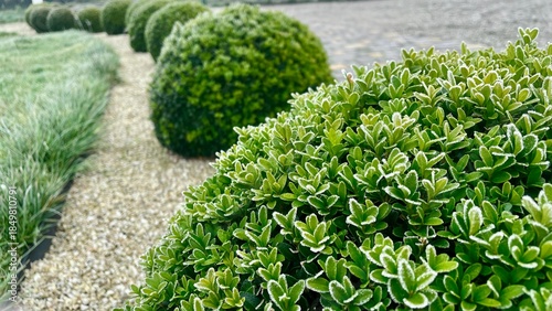 Canvas Print Green boxwood bushes covered with morning frost in a winter garden landscape