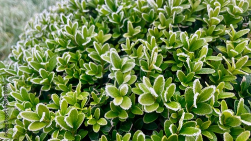 Photography Green boxwood leaves covered with white hoarfrost and ice crystals