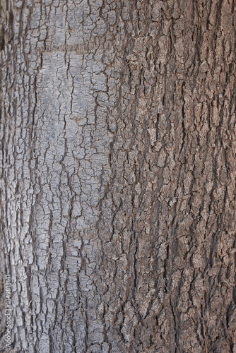 Casuarina equisetifolia tree 
