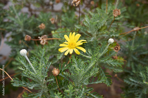 Euryops pectinatus plant close up