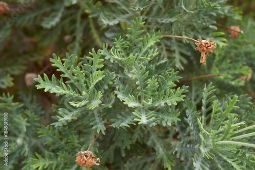 Euryops pectinatus plant close up