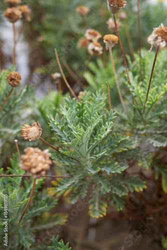 Euryops pectinatus plant close up