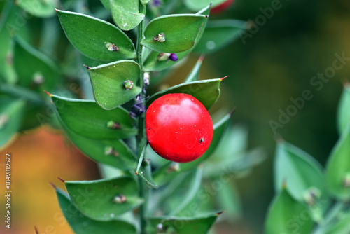 Leaves and red fruit of Rus...