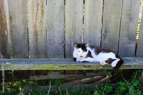 Village cat spotted in the street and basks in the sun on the porch