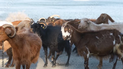 A flock of goat grazes on rocky ground, showcasing their natural habitat, surrounded by lush vegetation and open space under a bright blue sky, embodying pastoral serenity, fa01