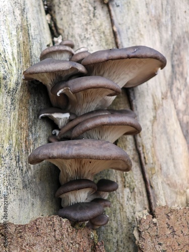 Wilde Austern Seitlinge 