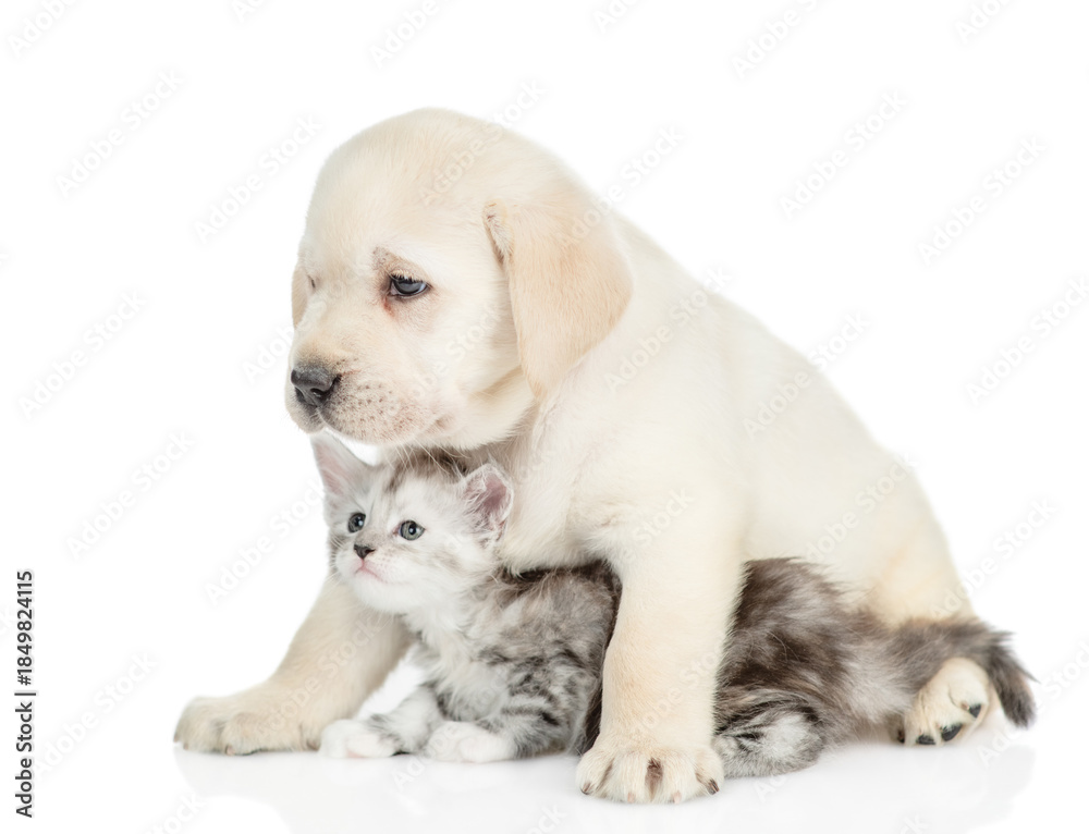Fototapeta premium Friendly Golden retriever puppy hugs a tiny maine coon kitten and looks away on empty space. isolated on white background
