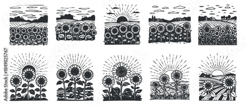 A collection of black and white vector illustrations featuring sunflowers in various landscape scenes, ideal for floral design projects and nature themes