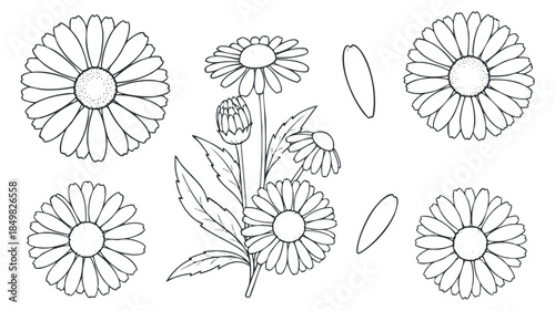 A collection of daisy flowers and leaves in black and white outline vector style, ideal for floral designs and crafts