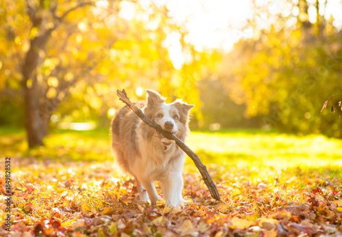 Playful Australian Shepherd dog running with a stick in its mouth at autumn park