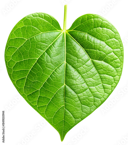 fresh heart leaf