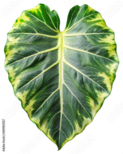 variegated alocasia elephant leaf