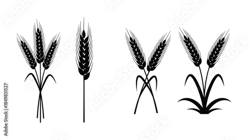 Illustrations of wheat plants and ears in various styles on a white background from a straightforward viewpoint