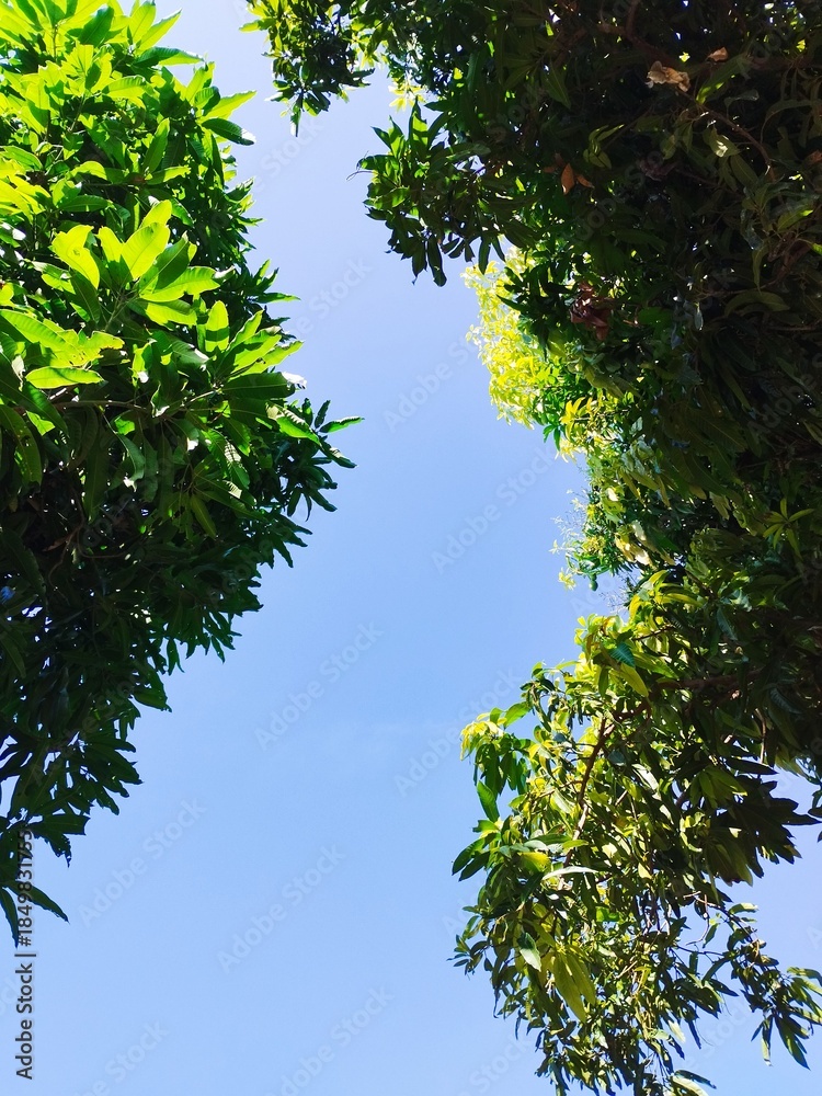 Obraz premium green leaves against blue sky